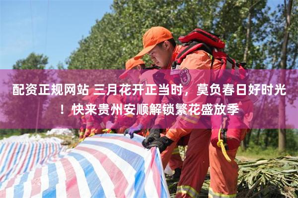 配资正规网站 三月花开正当时，莫负春日好时光！快来贵州安顺解锁繁花盛放季